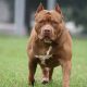 Wajib Tahu! Mengenal Karakter Asli Anjing Pitbull Sebelum Memelihara, Salah Didik Bisa Berakibat Fatal