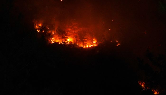 95 Korporasi Masuk Radar Karhutla, Bukan Sekadar Ancaman Cabut Izin: Ini Tahapan yang Kini Ditunggu