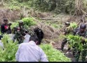 TNI Temukan ladang ganja