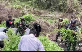 TNI Temukan ladang ganja