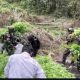 TNI Temukan ladang ganja