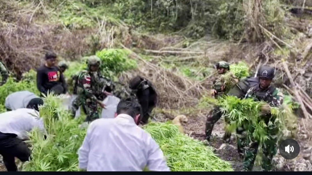 TNI Temukan ladang ganja