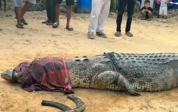 Buaya Jumbo 4,4 Meter Ditangkap Usai Diduga Serang Warga Sangatta, Ada Ban Motor di Leher