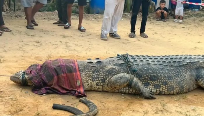 Buaya Jumbo 4,4 Meter Ditangkap Usai Diduga Serang Warga Sangatta, Ada Ban Motor di Leher
