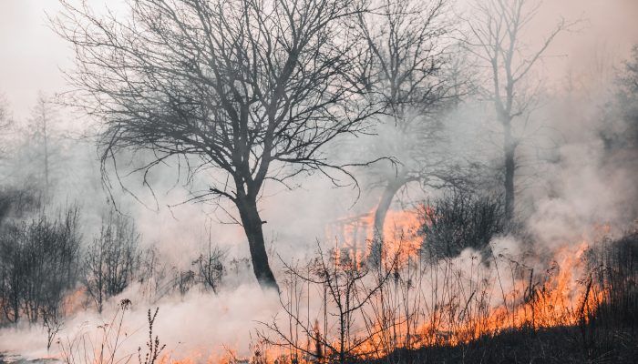 Menhut Cabut Izin Lima Perusahaan Terkait Karhutla Kalimantan, Kaltim Masih Waspada