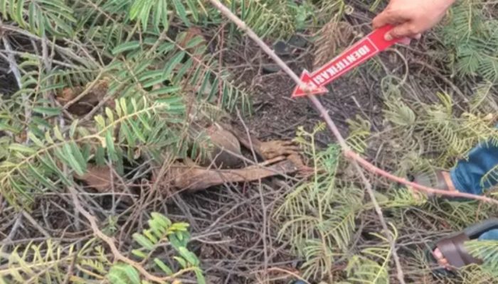 Geger! Kerangka Manusia Ditemukan di Lahan Kosong Pasar Kemis Tangerang, Ada HP dan Sandal di Lokasi