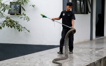 Tegang! King Cobra Masuk Ruang Kelas SMKN 1 Sambas, Dicky Berani Evakuasi
