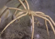 Ilmuwan Temukan 2 Spesies Laba-Laba Laut Baru, Ada yang Bermata Merah dan Berkaki Berbulu