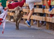 tradisi lari banteng spanyol
