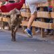 Bukan Sekadar Lari! Terungkap Sejarah Mengerikan di Balik Tradisi Banteng Spanyol yang Bikin Dunia Bergidik