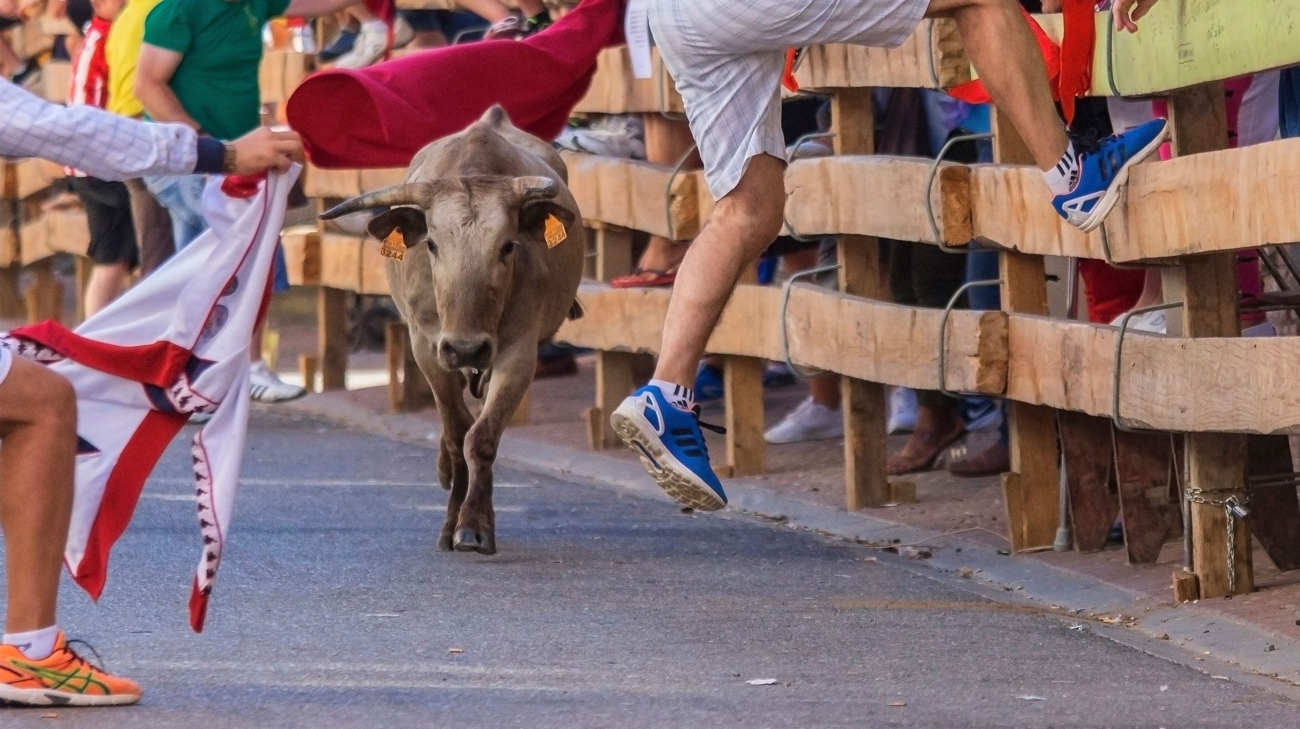 tradisi lari banteng spanyol