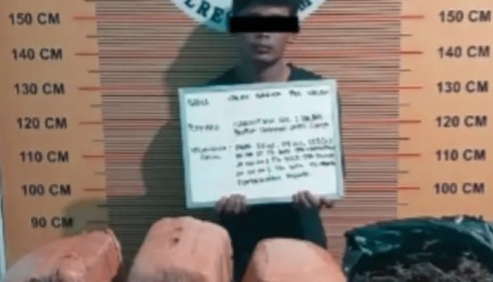 Dijanjikan Upah Rp300 Ribu per Kilogram, Dua Kurir Bawa 23 Kg Ganja Ditangkap di Pasaman