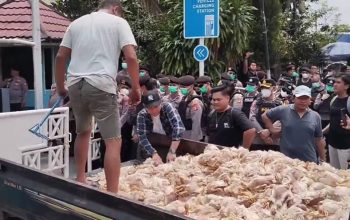 Geger! 7.000 Bangkai Ayam Dilempar ke Kantor PLN, Peternak Palangka Raya Rugi Rp200 Juta