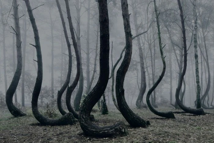 Crooked Forest Polandia